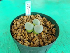 購入したギバエウム