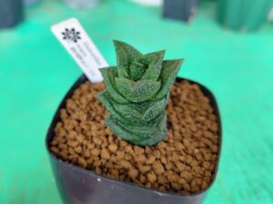 購入したハオルチア 1