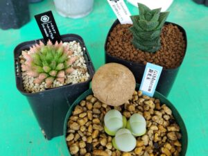 ビッグバザールで購入した多肉植物たち