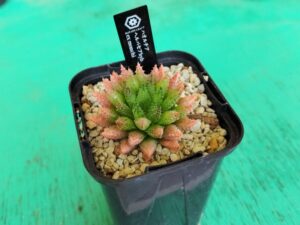 購入したハオルチア② 1