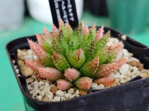 購入したハオルチア② 2