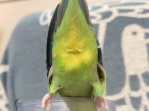 マメルリハ（グリーンちゃん）⑥