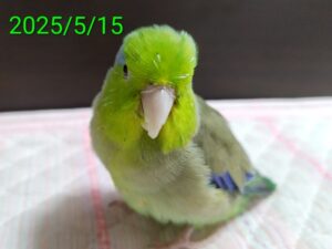 マメルリハ（グリーンちゃん）①