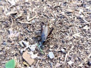 カムイチャシ史跡公園のコオロギ