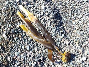 メノウ岬で打ち上っていた昆布