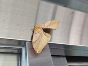 北海道のどこかのパーキングエリアで大量発生していた蛾