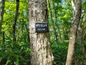 ダケカンバ（北海道室蘭市）