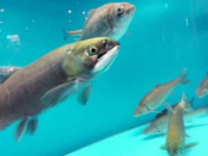 支笏湖ビジターセンター